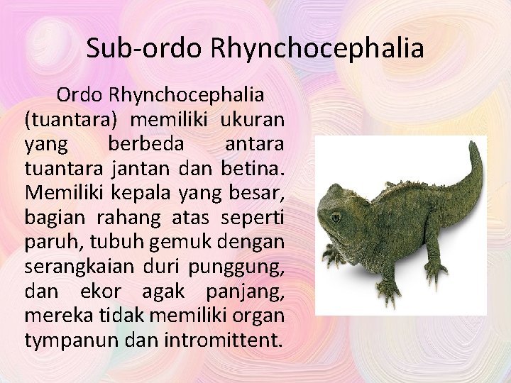 Sub-ordo Rhynchocephalia Ordo Rhynchocephalia (tuantara) memiliki ukuran yang berbeda antara tuantara jantan dan betina.