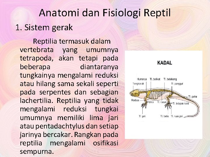 Anatomi dan Fisiologi Reptil 1. Sistem gerak Reptilia termasuk dalam vertebrata yang umumnya tetrapoda,