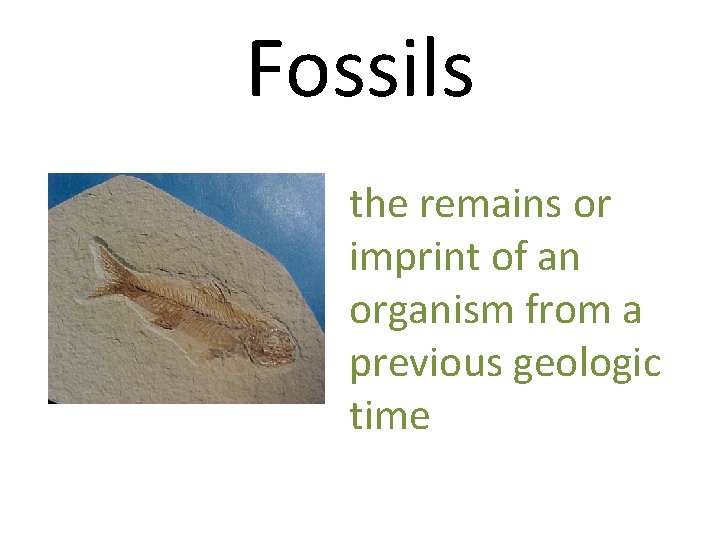 Fossils the remains or imprint of an organism from a previous geologic time 