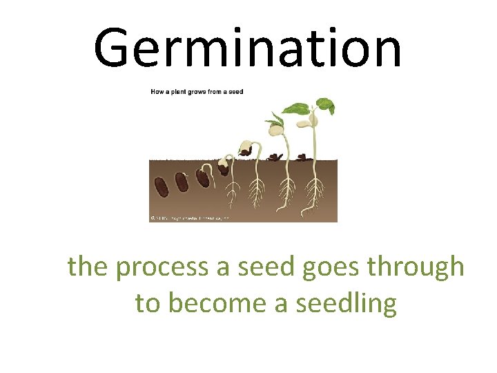 Germination the process a seed goes through to become a seedling 