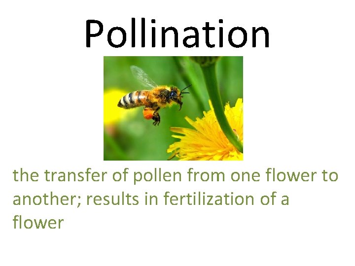 Pollination the transfer of pollen from one flower to another; results in fertilization of