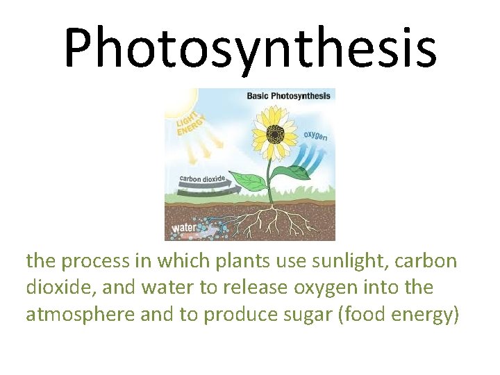 Photosynthesis the process in which plants use sunlight, carbon dioxide, and water to release