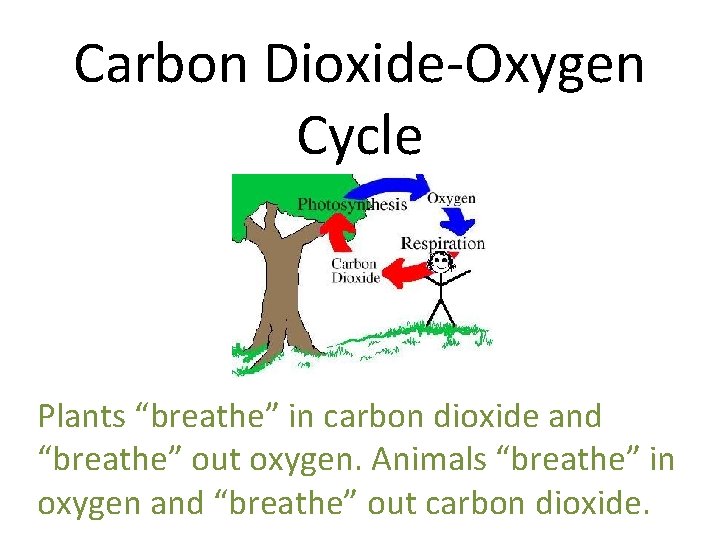 Carbon Dioxide-Oxygen Cycle Plants “breathe” in carbon dioxide and “breathe” out oxygen. Animals “breathe”