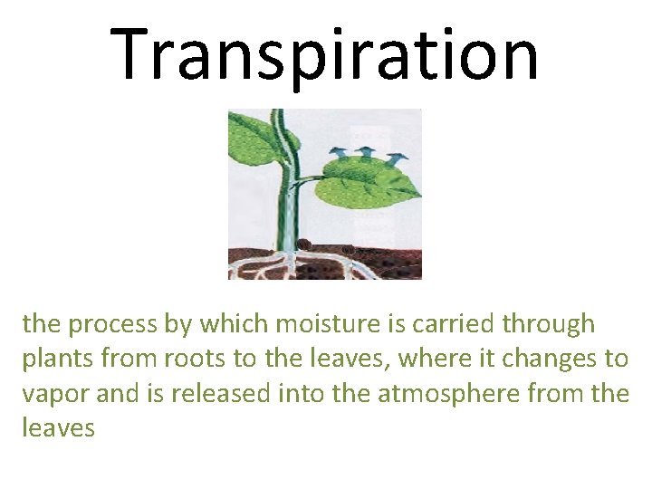 Transpiration the process by which moisture is carried through plants from roots to the