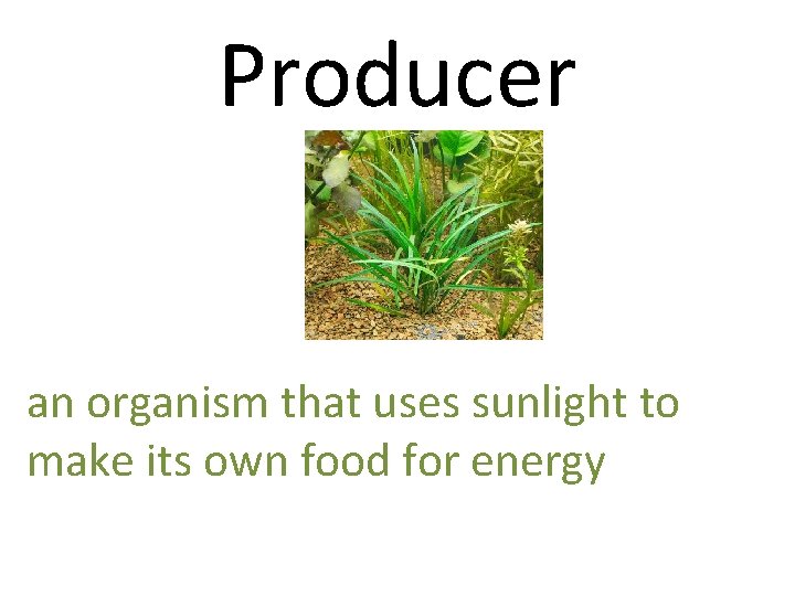 Producer an organism that uses sunlight to make its own food for energy 