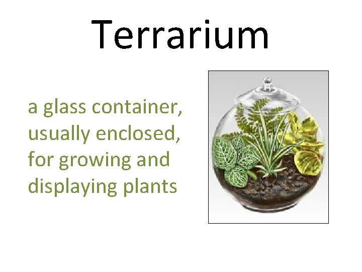 Terrarium a glass container, usually enclosed, for growing and displaying plants 