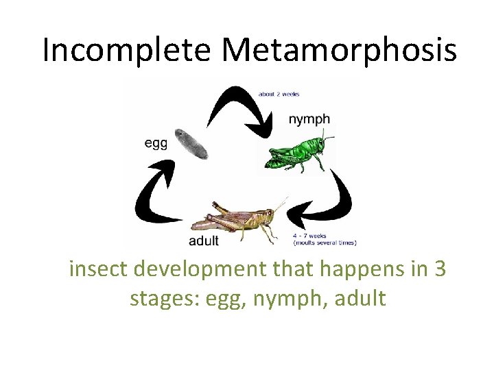 Incomplete Metamorphosis insect development that happens in 3 stages: egg, nymph, adult 