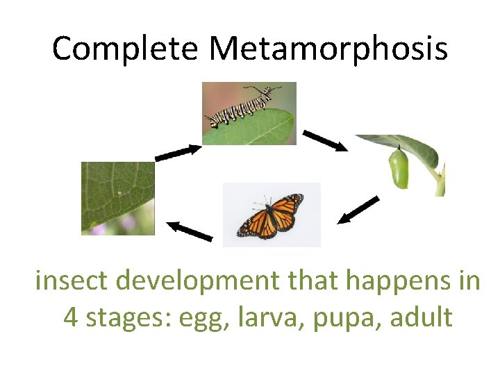 Complete Metamorphosis insect development that happens in 4 stages: egg, larva, pupa, adult 