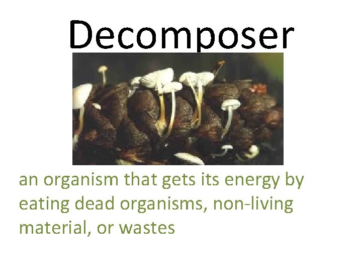 Decomposer an organism that gets its energy by eating dead organisms, non-living material, or