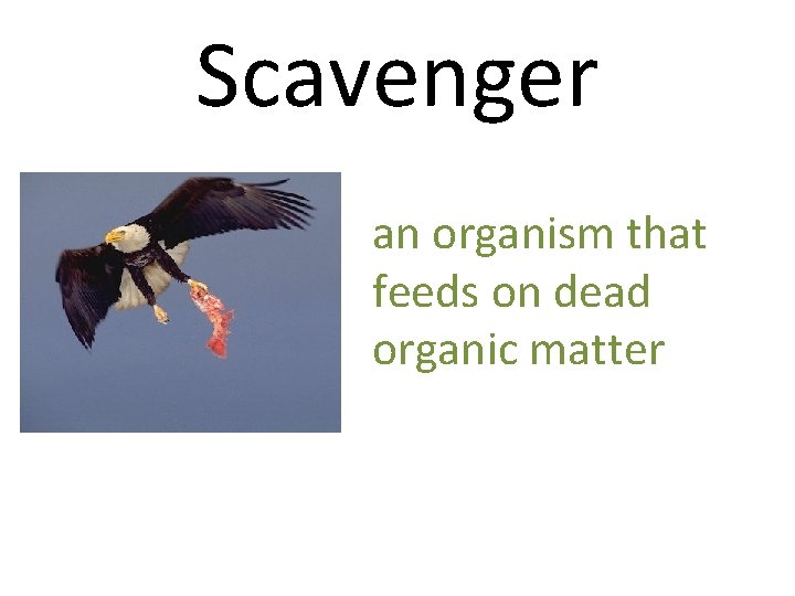 Scavenger an organism that feeds on dead organic matter 