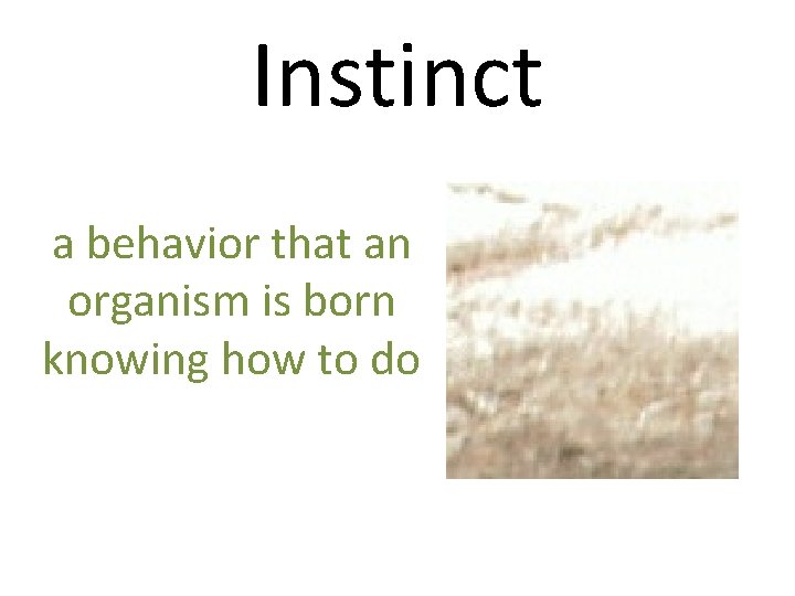 Instinct a behavior that an organism is born knowing how to do 