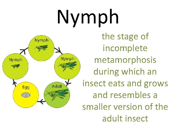 Nymph the stage of incomplete metamorphosis during which an insect eats and grows and