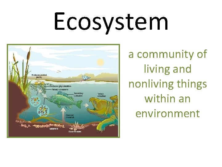 Ecosystem a community of living and nonliving things within an environment 