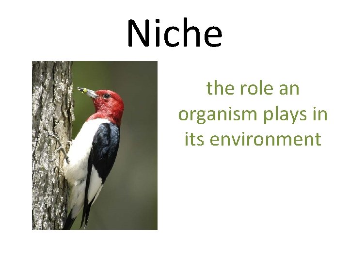 Niche the role an organism plays in its environment 