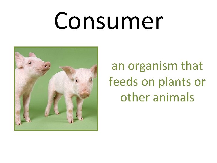 Consumer an organism that feeds on plants or other animals 