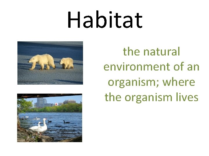 Habitat the natural environment of an organism; where the organism lives 