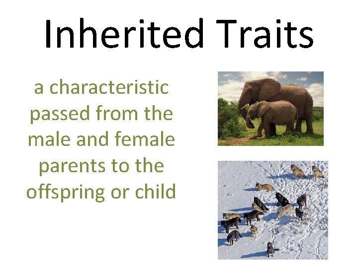 Inherited Traits a characteristic passed from the male and female parents to the offspring
