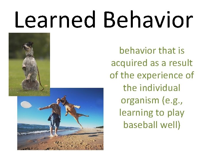Learned Behavior behavior that is acquired as a result of the experience of the