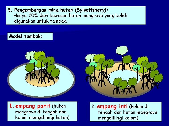 3. Pengembangan mina hutan (Sylvofishery): Hanya 20% dari kawasan hutan mangrove yang boleh digunakan