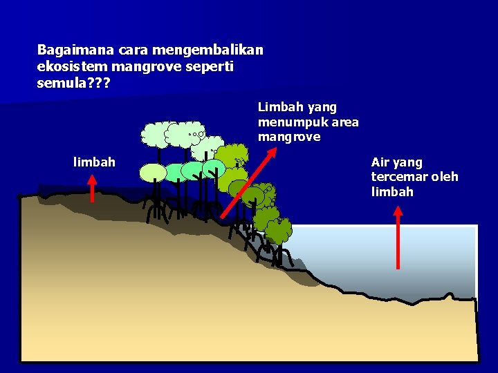 Bagaimana cara mengembalikan ekosistem mangrove seperti semula? ? ? Limbah yang menumpuk area mangrove