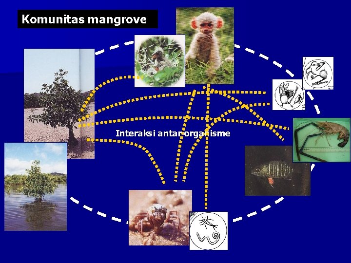 Komunitas mangrove Interaksi antar organisme 