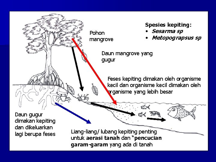 Pohon mangrove Spesies kepiting: • Sesarma sp • Metopograpsus sp Daun mangrove yang gugur