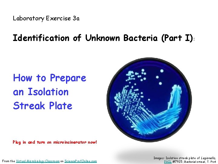 Laboratory Exercise 3 a Identification of Unknown Bacteria (Part I): How to Prepare an