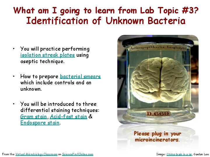 What am I going to learn from Lab Topic #3? Identification of Unknown Bacteria