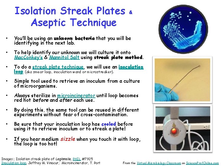 Isolation Streak Plates Aseptic Technique & • You’ll be using an unknown bacteria that