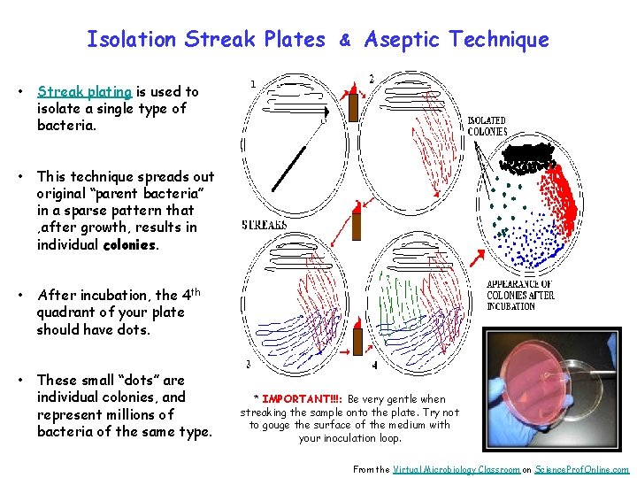 Isolation Streak Plates • Streak plating is used to isolate a single type of