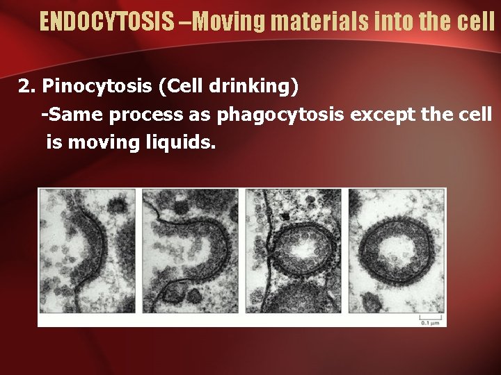 ENDOCYTOSIS –Moving materials into the cell 2. Pinocytosis (Cell drinking) -Same process as phagocytosis ENDOCYTOSIS –Moving materials into the cell 2. Pinocytosis (Cell drinking) -Same process as phagocytosis