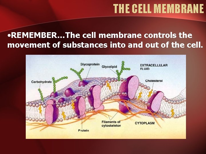 THE CELL MEMBRANE • REMEMBER…The cell membrane controls the movement of substances into and THE CELL MEMBRANE • REMEMBER…The cell membrane controls the movement of substances into and