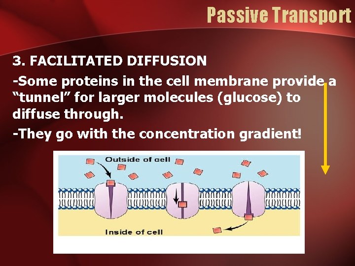 Passive Transport 3. FACILITATED DIFFUSION -Some proteins in the cell membrane provide a “tunnel” Passive Transport 3. FACILITATED DIFFUSION -Some proteins in the cell membrane provide a “tunnel”