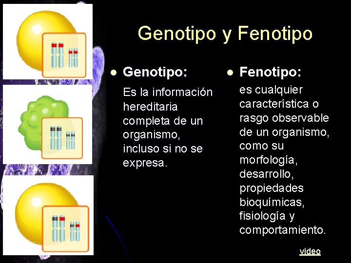 Genotipo y Fenotipo l Genotipo: Es la información hereditaria completa de un organismo, incluso