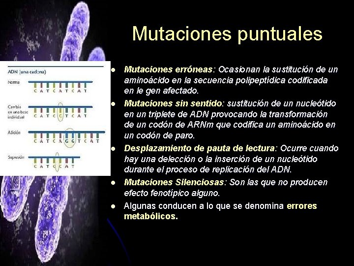 Mutaciones puntuales l l l Mutaciones erróneas: Ocasionan la sustitución de un aminoácido en