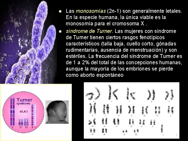 l l Las monosomías (2 n-1) son generalmente letales. En la especie humana, la