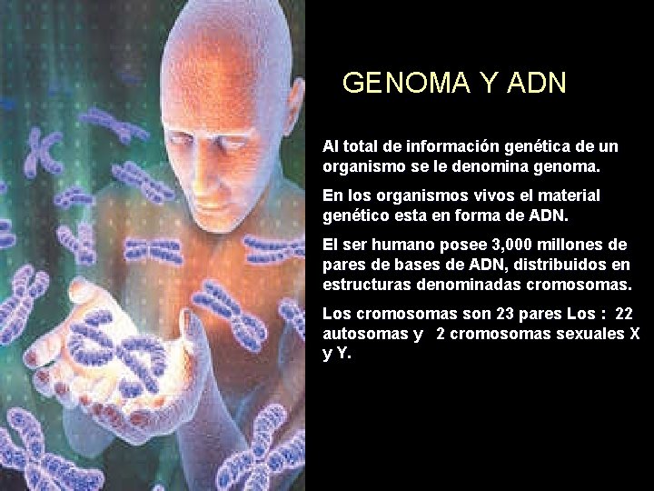 GENOMA Y ADN Al total de información genética de un organismo se le denomina