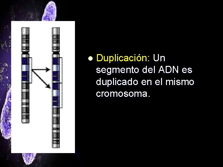 l Duplicación: Un segmento del ADN es duplicado en el mismo cromosoma. 