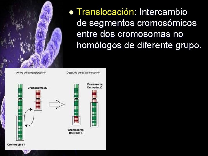 l Translocación: Intercambio de segmentos cromosómicos entre dos cromosomas no homólogos de diferente grupo.