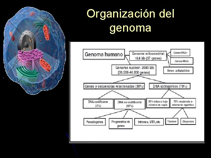 Organización del genoma 