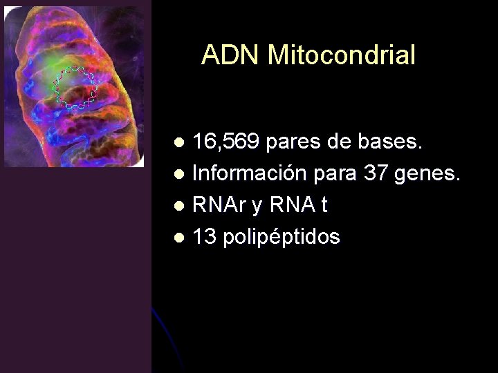 ADN Mitocondrial 16, 569 pares de bases. l Información para 37 genes. l RNAr