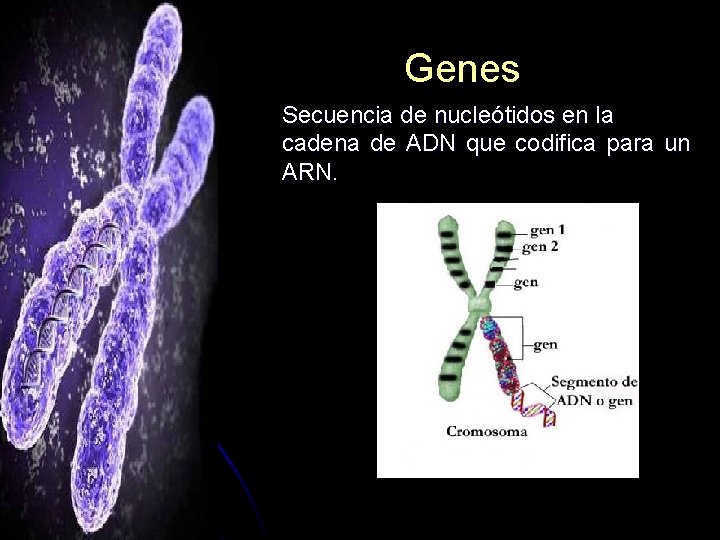 Genes Secuencia de nucleótidos en la cadena de ADN que codifica para un ARN.