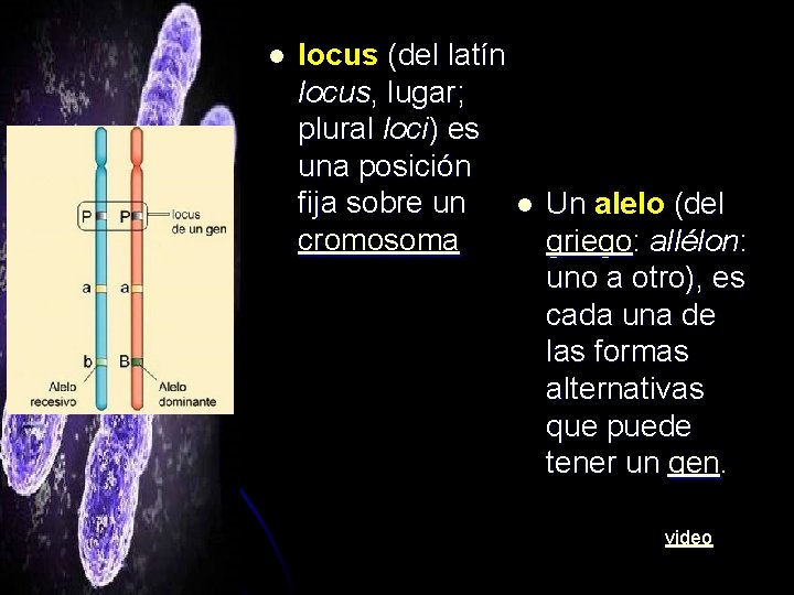 l locus (del latín locus, lugar; plural loci) es una posición fija sobre un