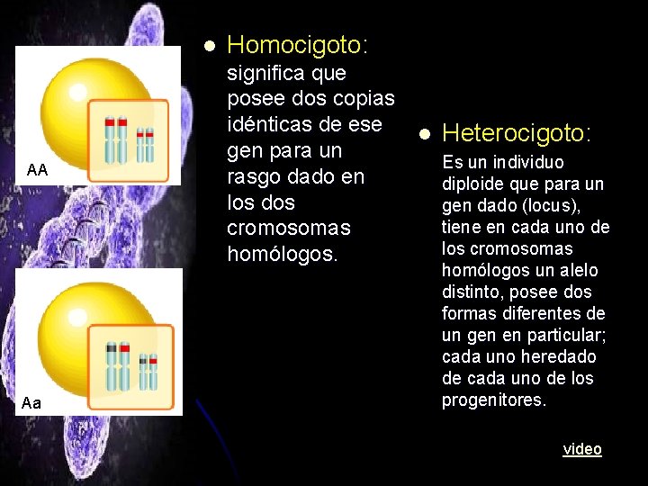 l AA Aa Homocigoto: significa que posee dos copias idénticas de ese gen para