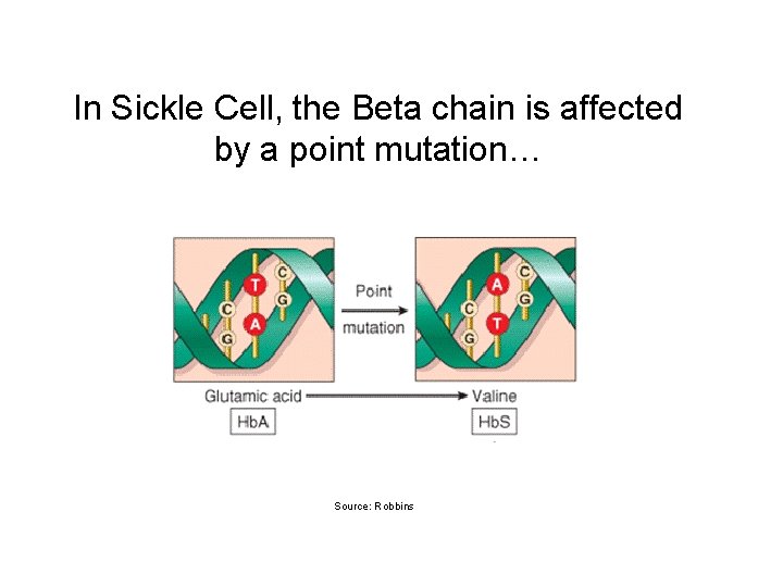 In Sickle Cell, the Beta chain is affected by a point mutation… Source: Robbins