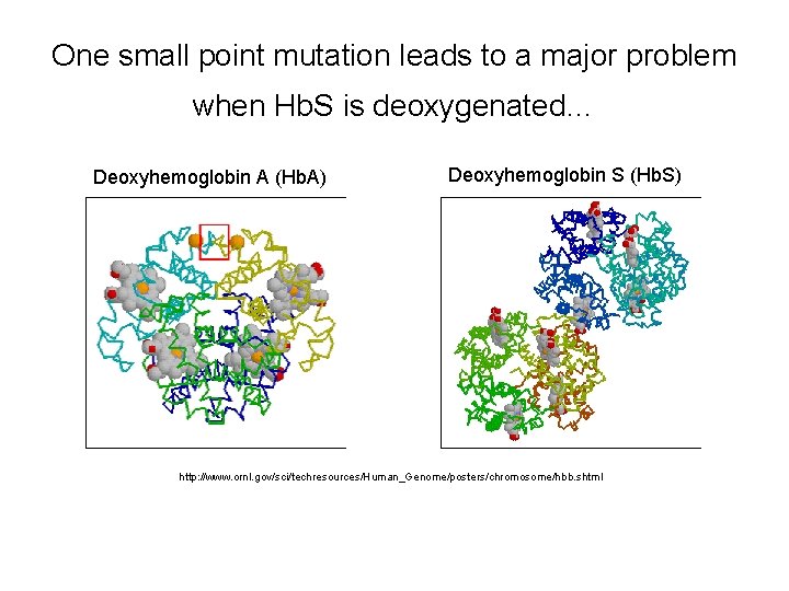 One small point mutation leads to a major problem when Hb. S is deoxygenated…