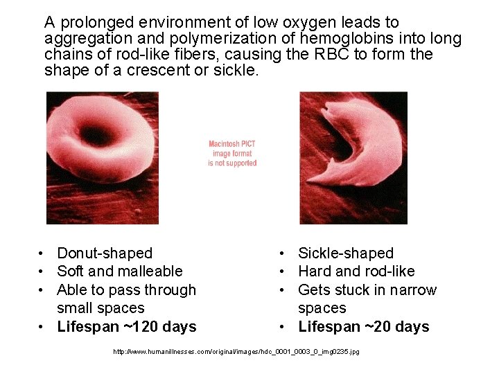 A prolonged environment of low oxygen leads to aggregation and polymerization of hemoglobins into