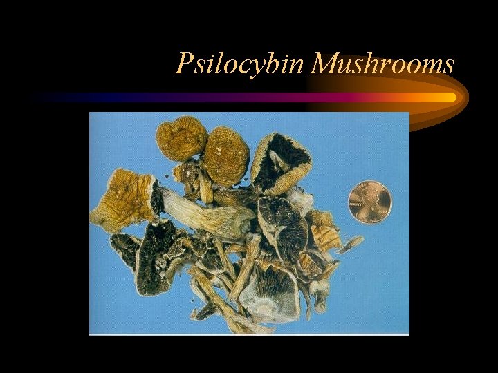 Psilocybin Mushrooms 