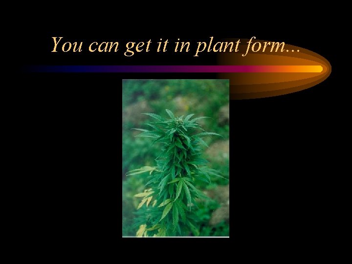You can get it in plant form. . . 