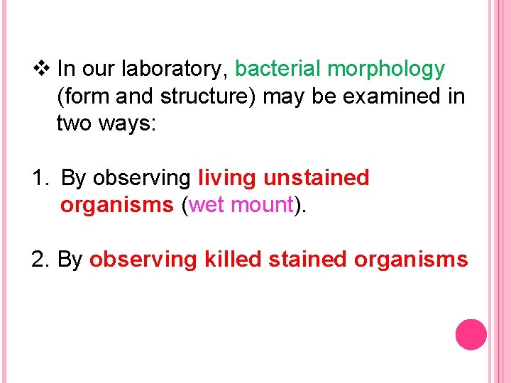 v In our laboratory, bacterial morphology (form and structure) may be examined in two
